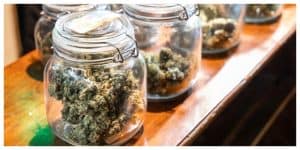 Shot of glass jars filled with different cannabis buds.