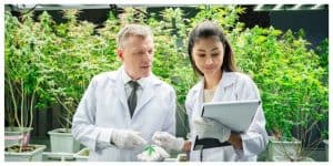 Science is investigating quality and research cannabis plants that are being grown in a greenhouse.