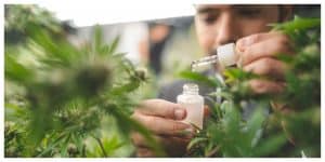 Researchers pouring hemp oil in science glass tube, Chemist extracting cbd in laboratory