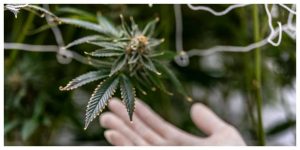 A scientist inspects a cannabis plant in a controlled indoor farm