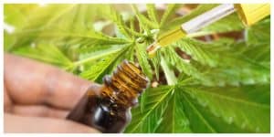 hand holding cbd oil in front of a cannabis plant