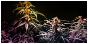 Cannabis plants forming flower buds grown under Purple Uv light against black background