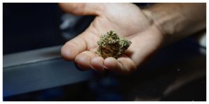 Close-up of a hand holding a raw marijuana bud