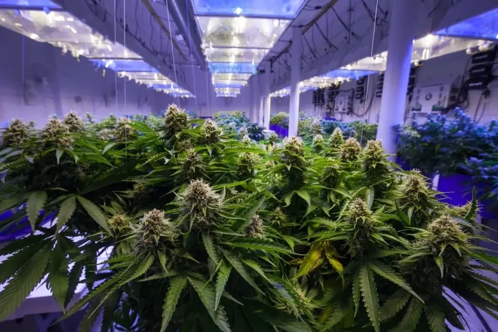  Partnering with Top EU Growers