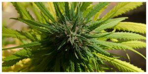 flowering cannabis plant photographed from the top, the bottom leaves are more yellow