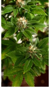 MixCollage-10-Sep-2025-12-52-PM-7805-1-e1757506776500-172x300 The Complete Guide to CBG