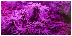 MixCollage-26-Nov-2025-02-30-PM-4392-1-300x150 Best CBD Flower Strains in 2025: Top 8 Picks for the EU