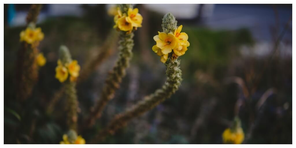 second-year mullein flower (Verbascum thapsus) in th wild, harvested for herbal smoking blends and for smoking mullein