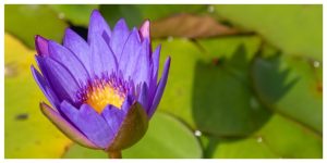 blue lotus flower in a pond