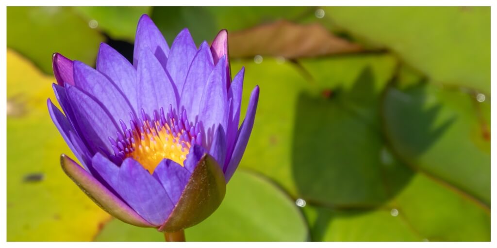 blue lotus flower in a pond