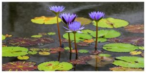 MixCollage-20-Feb-2026-09-10-AM-6522-1-1-300x150 A Guide to Blue Lotus: History, Effects & Smoking Blue Lotus