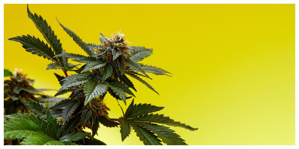 lemon haze cannabis strain plant in fornt of yellow background