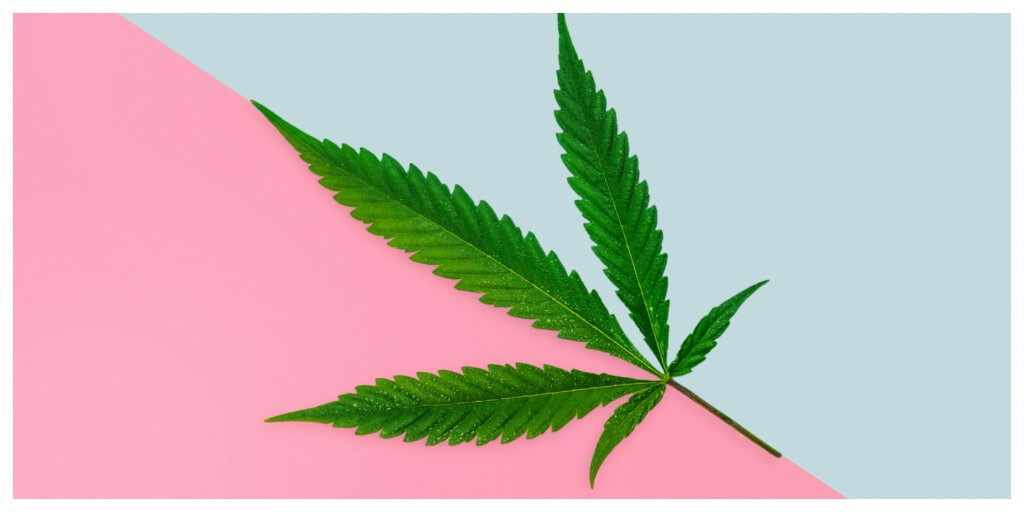 indica or sativa or hybrid cannabis leaf on a pink and blue surface