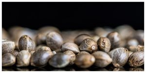 MixCollage-10-Mar-2026-01-04-PM-2413-1-300x150 Difference Between Autoflower and Feminized Seeds Explained