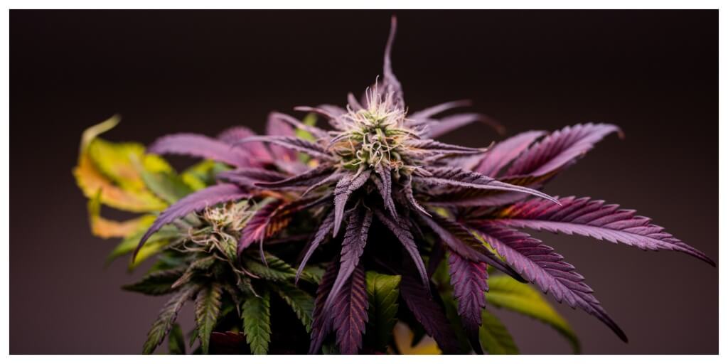 purple feminized autoflower cannnabis plant in front of dark background
