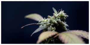 MixCollage-16-Mar-2026-12-39-PM-2290-1-300x150 How Do Cannabis Terpenes Affect Your High?