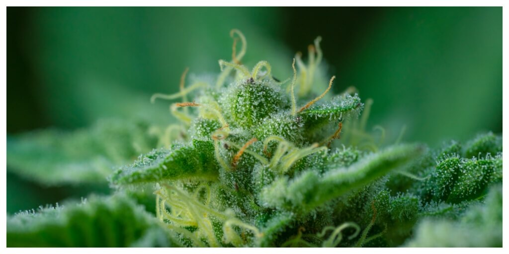 closeup of a green flowering cannabis bud, showing cannabis terpenes on trichomes