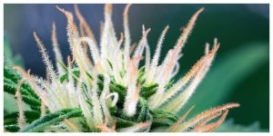 MixCollage-16-Mar-2026-12-57-PM-5282-1-300x150 How Do Cannabis Terpenes Affect Your High?