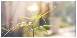 MixCollage-17-Mar-2026-06-14-PM-664-1-300x150 How to Germinate Cannabis Seeds (Step-by-Step Guide)