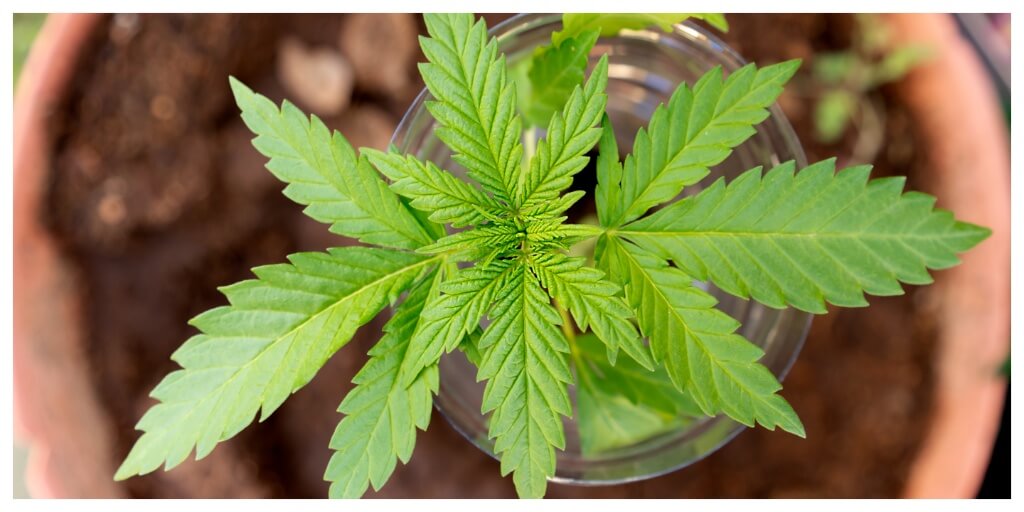young cannabis plant in a pot after successful cannabis seed germination because of how to germinate cannabis seeds guide