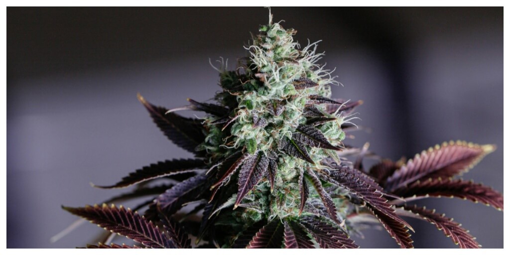 Fastbuds Seeds: Are They Worth It for Growers in Europe?