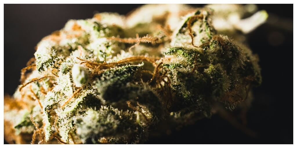 photo of cannabis bud with rich trichomes, showcasing good practice of terpene preservation
