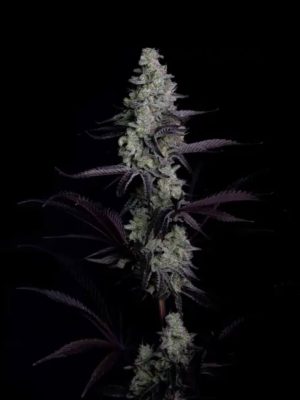 ArtGenetix Clementine Cookies 3 Seeds