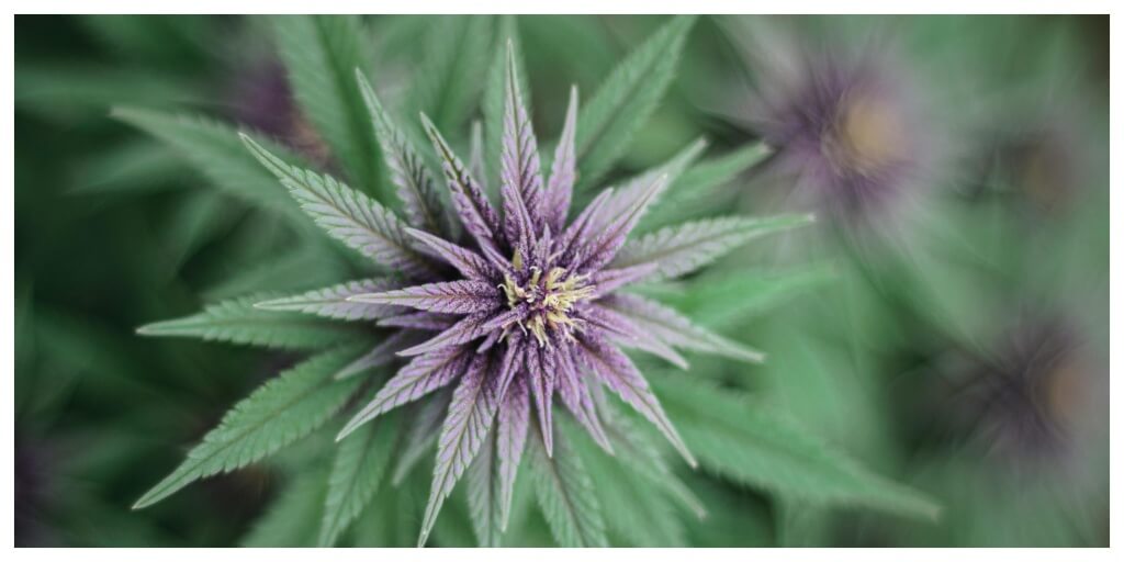 beautiful cannabis flower with full spectrum cannabinoids, perfect for feeling the entourage effect