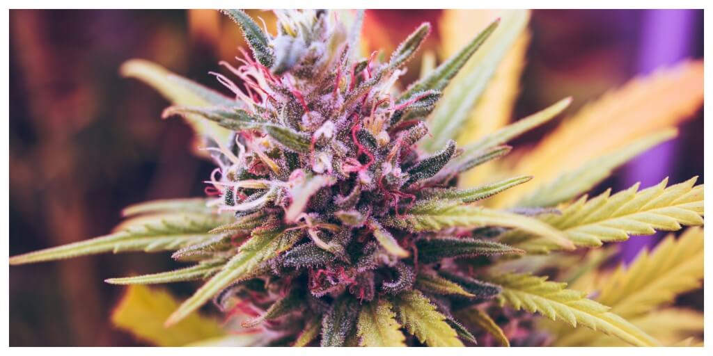 10 Best Autoflower Strains for Balconies and Small Gardens