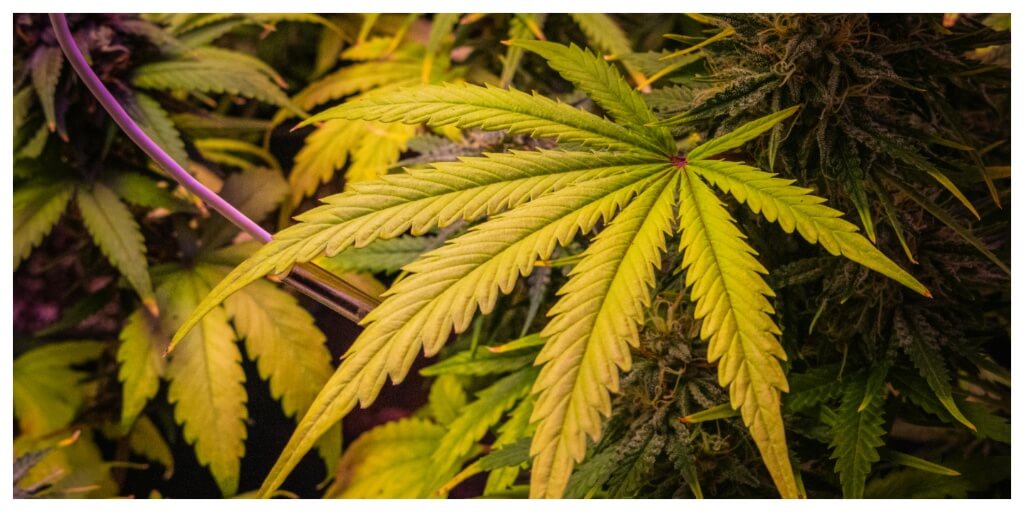 yellow cannabis leaf showcasing cannabis nutrient deficiencies
