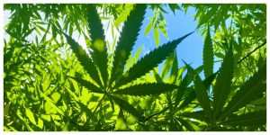 Mold resistant cannabis genetics for wet summers