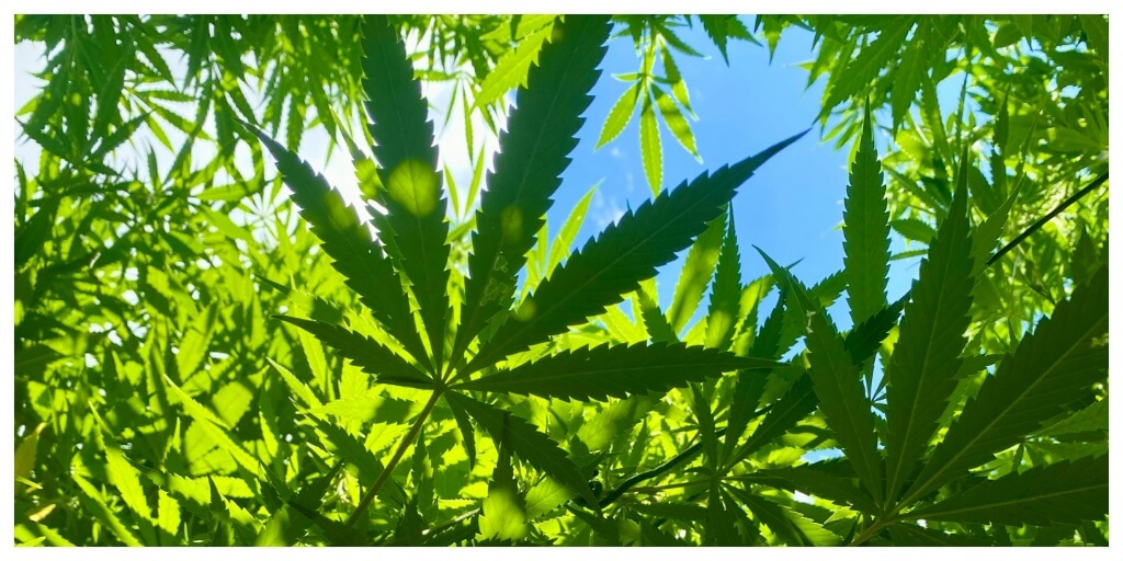 Best Mold Resistant Cannabis Genetics for a Rainy European Summer