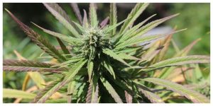MixCollage-20-May-2026-12-30-PM-9203-1-300x150 Best Mold Resistant Cannabis Genetics for a Rainy European Summer