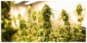 cannabis plants indoor