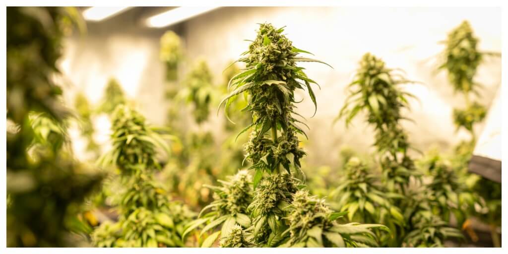 How Often Should You Water Cannabis Plants? A Beginner Guide