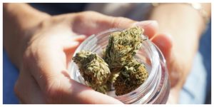 holding an open jar of cbg flower buds