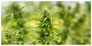 cbg flower cannabis plant