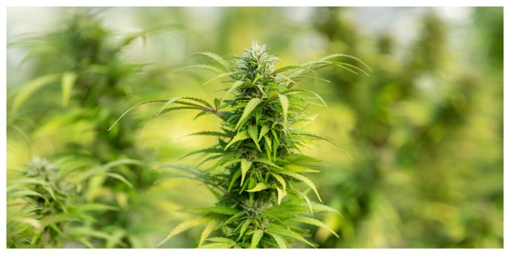 What Is CBG Flower? Effects, Benefits and CBD Comparison