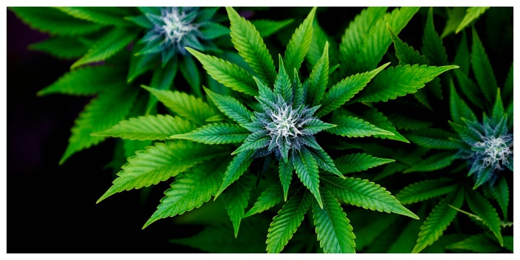 Why Cannabis Is Called a Miracle Plant