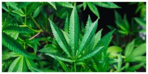 MixCollage-13-Jul-2026-01-13-PM-8781-1-300x150 CBD, CBG & ADHD: Everything You Should Know
