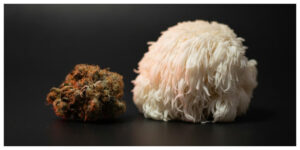 cbg vs lion's mane for adhd and focus, cannabis cbg bud and lion's mane mushroom on dark surface