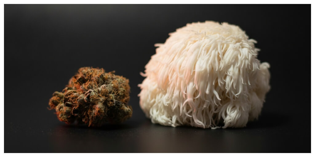 cbg vs lion's mane for adhd and focus, cannabis cbg bud and lion's mane mushroom on dark surface
