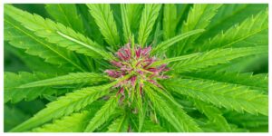 MixCollage-13-Aug-2026-05-06-PM-6666-1-300x150 Cannabis vs. Hemp: What’s the Difference?