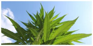 picture of cannabis plant under the blue sky, cannabis vs hemp discussion
