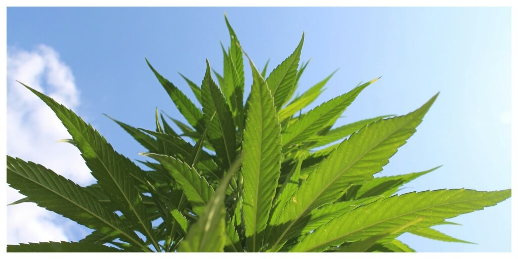 Cannabis vs. Hemp: What’s the Difference?